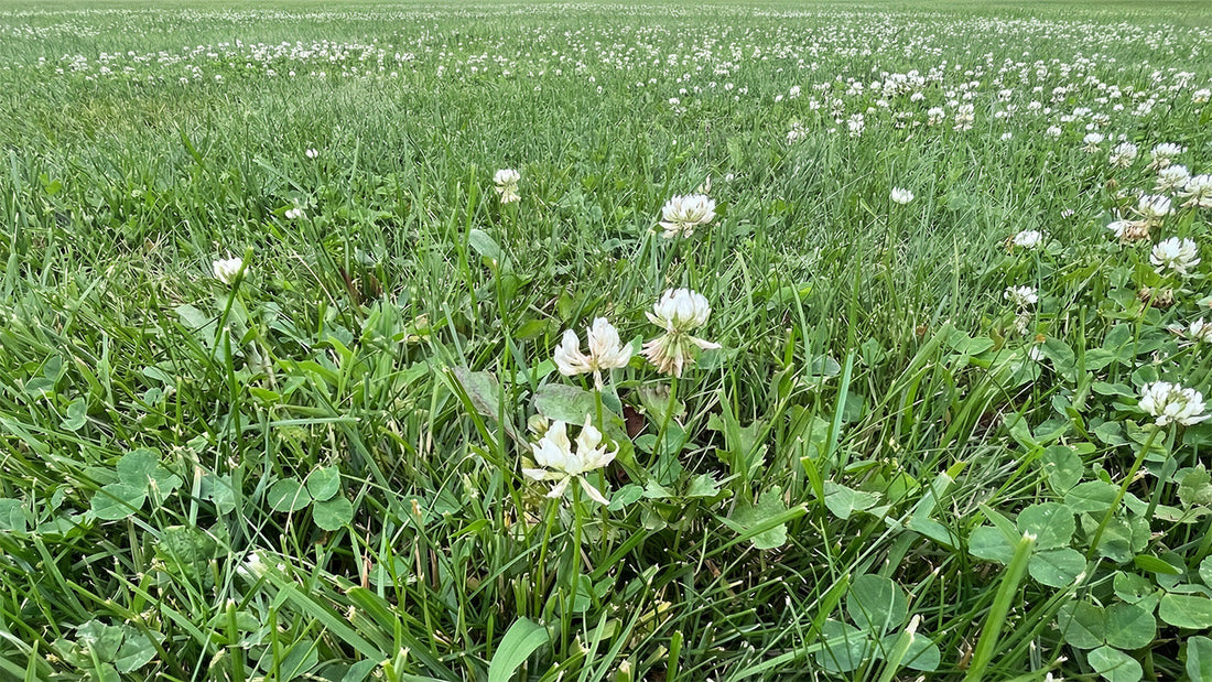 Our Imperfect Lawn: The Case for Pulling Your Own Weeds