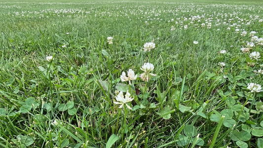 Our Imperfect Lawn: The Case for Pulling Your Own Weeds