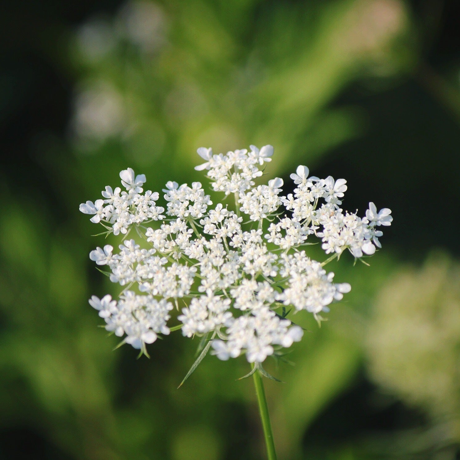 Queen Anne's lace in bloom.